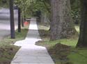 Sidewalk curves around tree.