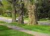 Photo - Plant trees! (2309 bytes)